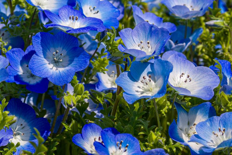 Nemophila