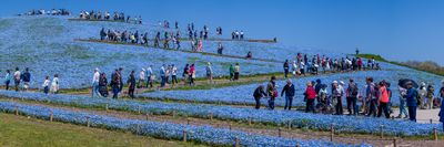 Hitachi Seaside Park, Hitachinaka