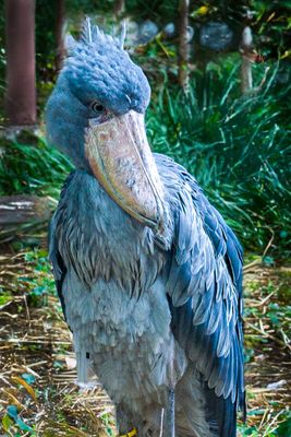 Shoebill stork, Ueno Zoo, Tokyo