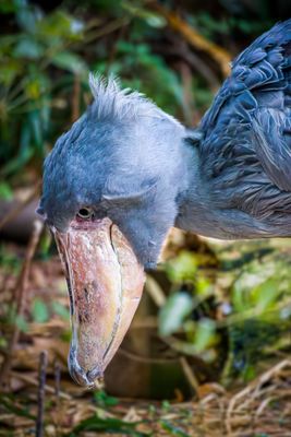 Shoebill stork, Ueno Zoo, Tokyo