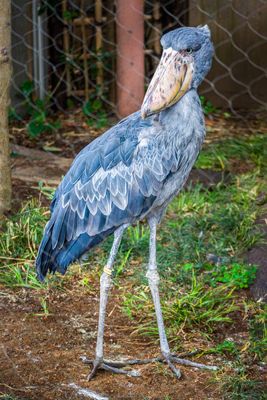 Shoebill storks and their neighbors