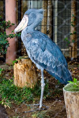 Shoebill stork, Ueno Zoo, Tokyo