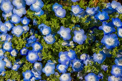 Nemophila