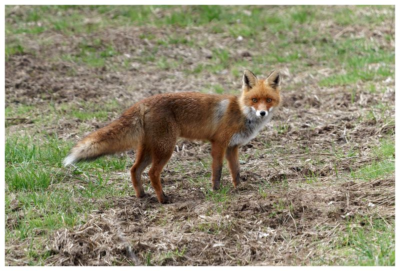 Lis | Fox