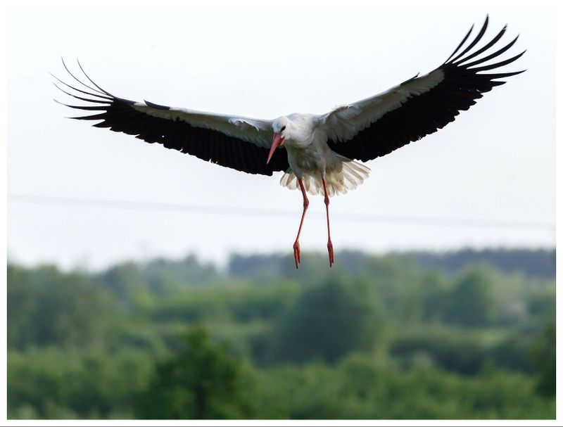  Bocian biały | White stork