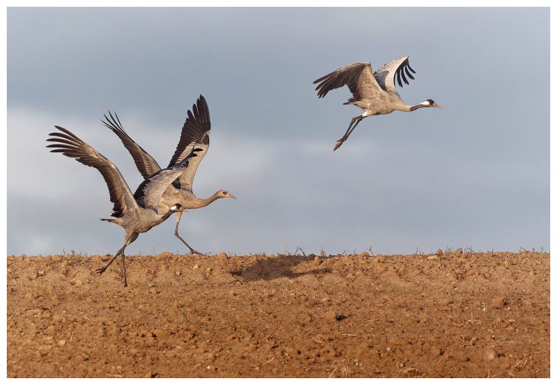 Żurawie | Cranes
