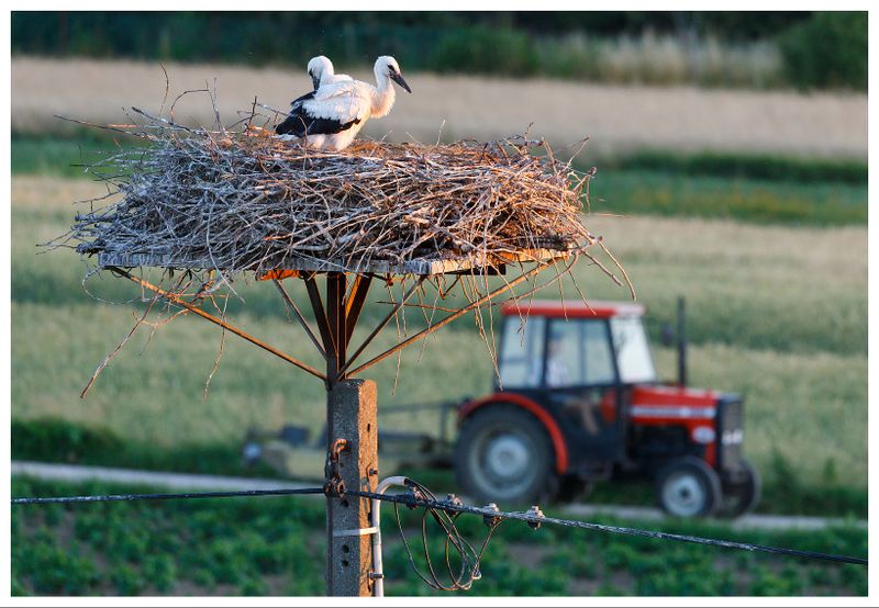  Bocian biały | White stork
