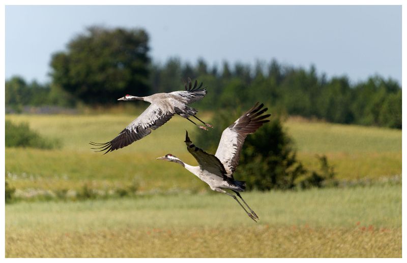 Żurawie | Cranes