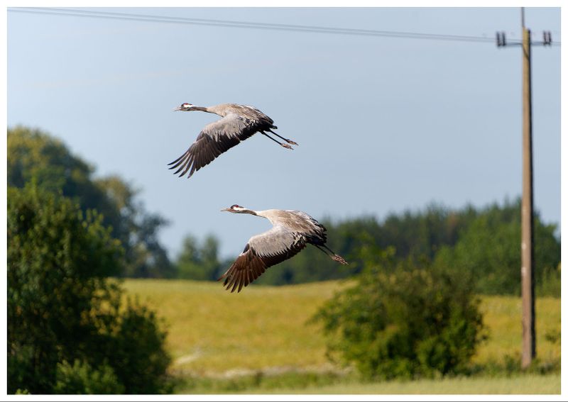 Żurawie | Cranes