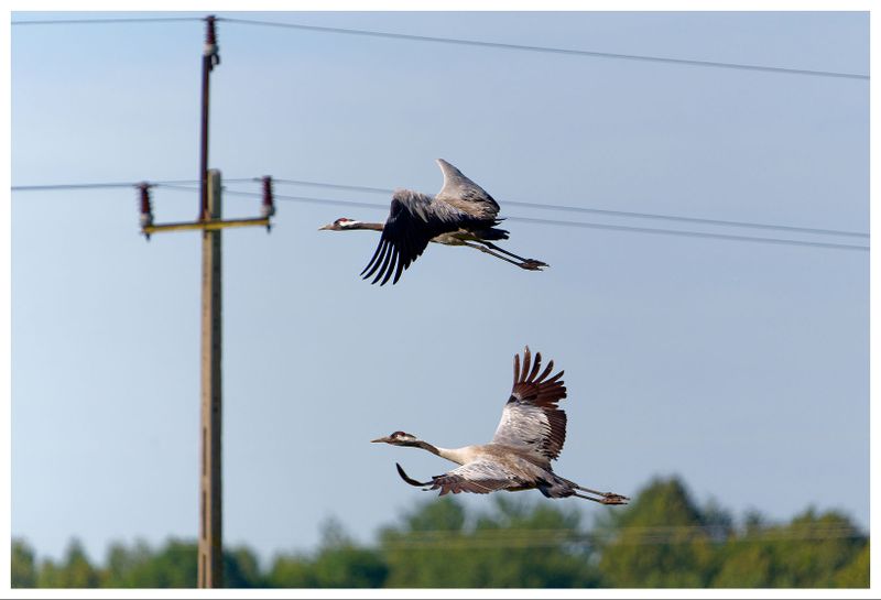 Żurawie | Cranes