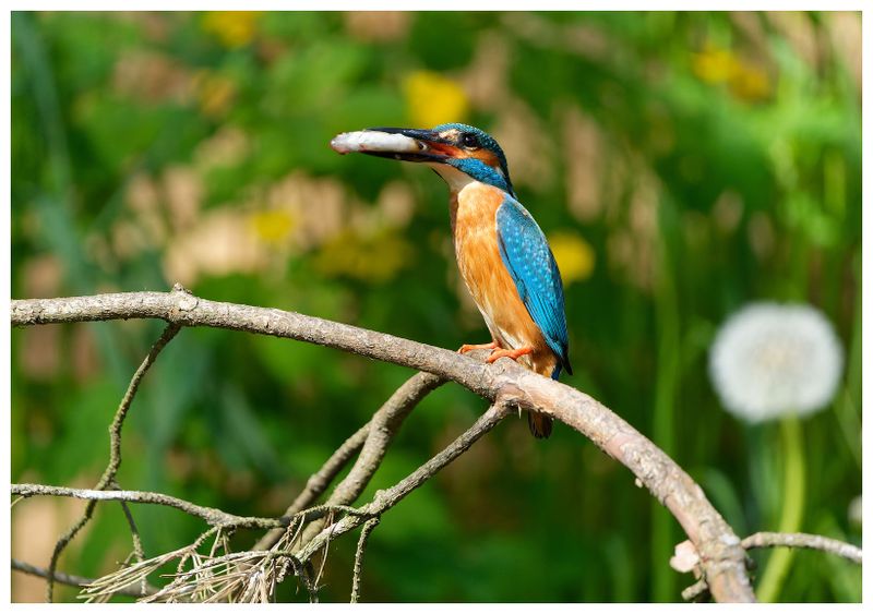 Zimorodek | Kingfisher