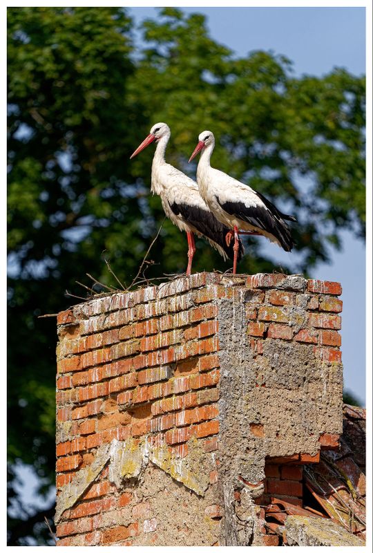 Bocian biały | White stork