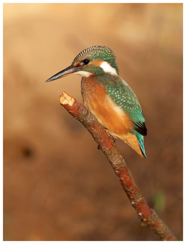 Zimorodek | Kingfisher