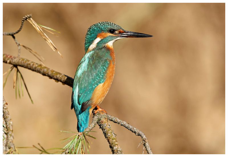 Zimorodek | Kingfisher