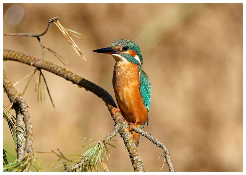 Zimorodek | Kingfisher