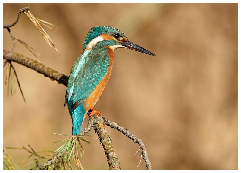 Zimorodek | Kingfisher