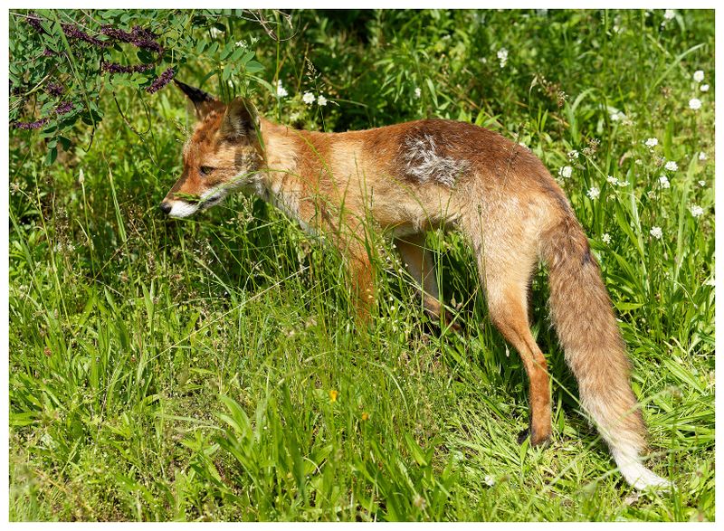 Lis w Parku Łazienki Krlewskie w Warszawie | A fox in the Royal Łazienki Park in Warsaw
