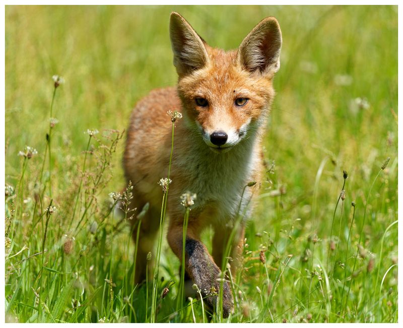 Lis w Parku Łazienki Krlewskie w Warszawie | A fox in the Royal Łazienki Park in Warsaw