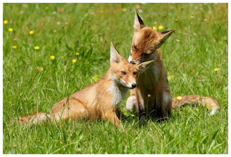 Lisy w Parku Łazienki Krlewskie w Warszawie | Foxes in the Royal Łazienki Park in Warsaw