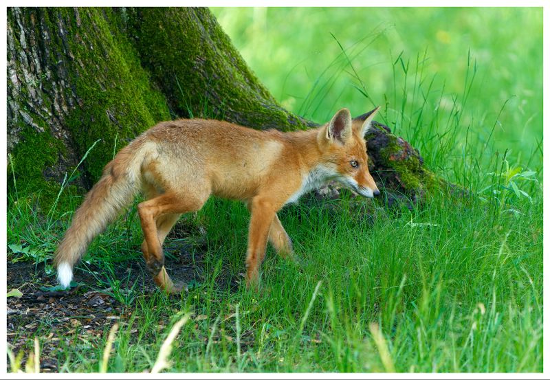 Lis w Parku Łazienki Krlewskie w Warszawie | A fox in the Royal Łazienki Park in Warsaw