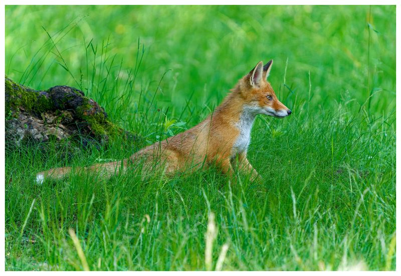 Lis w Parku Łazienki Krlewskie w Warszawie | A fox in the Royal Łazienki Park in Warsaw