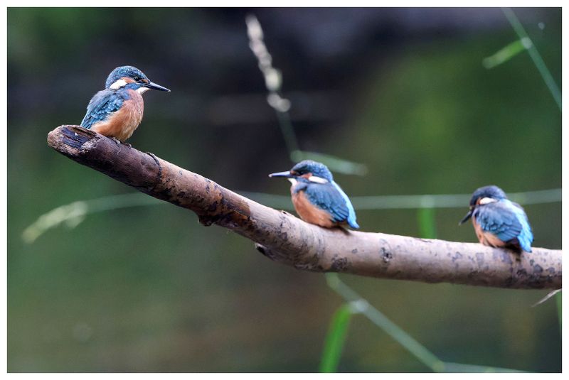 Zimorodek | Kingfisher