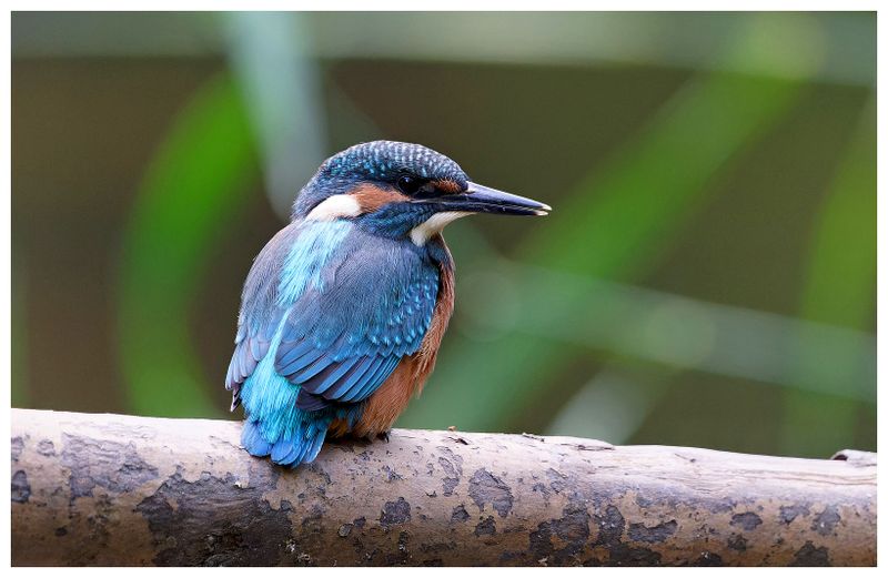 Zimorodek | Kingfisher