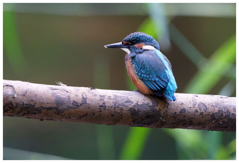 Zimorodek | Kingfisher