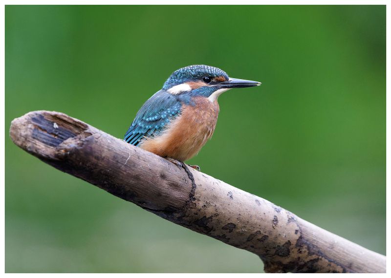 Zimorodek | Kingfisher