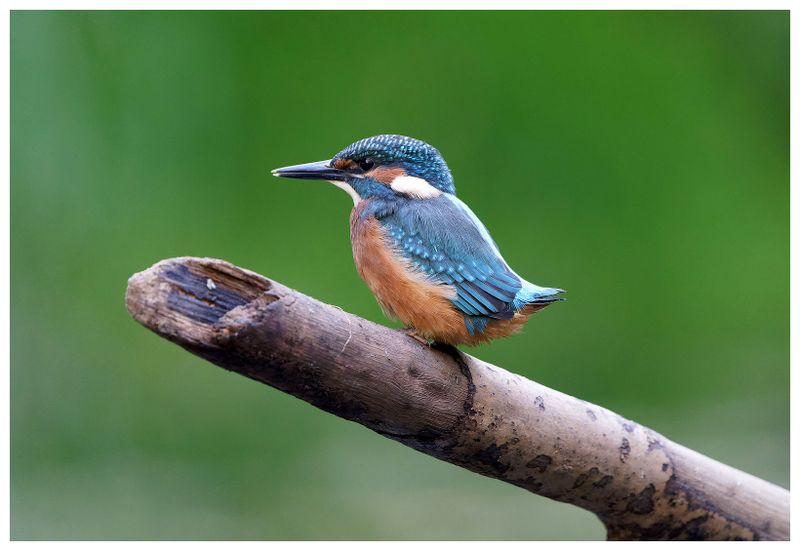 Zimorodek | Kingfisher