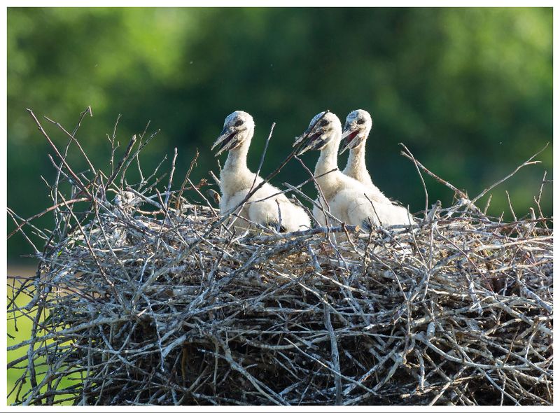 Bocian biały | White stork