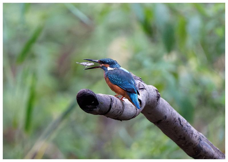 Zimorodek | Kingfisher