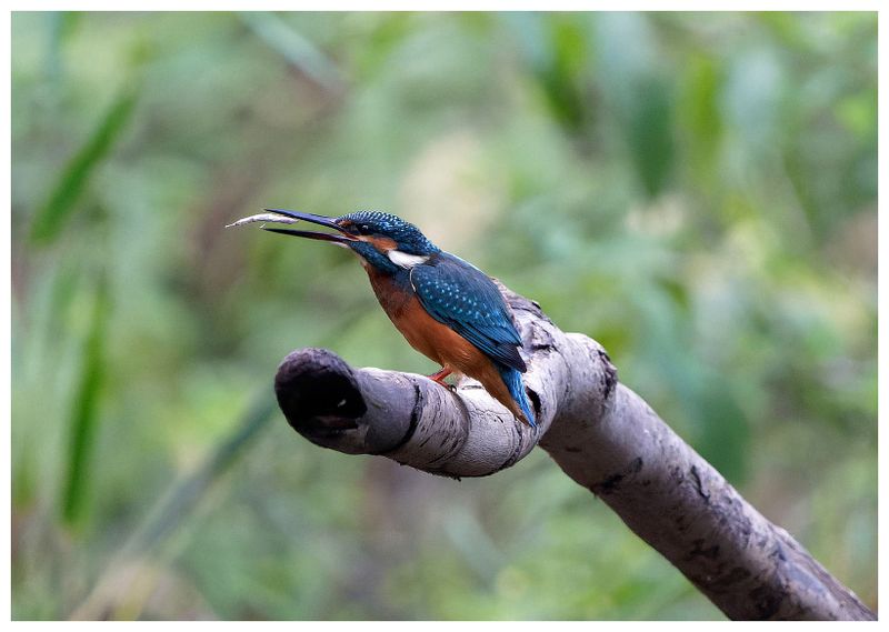 Zimorodek | Kingfisher