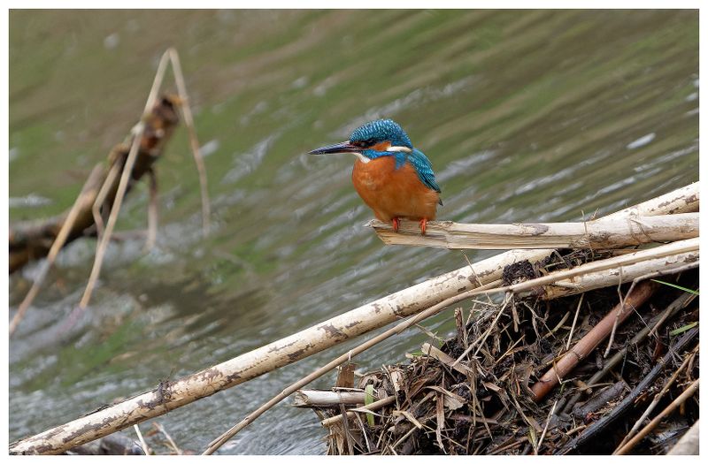 Zimorodek | Kingfisher