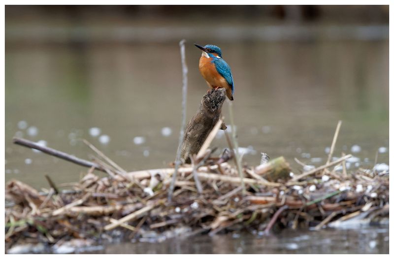 Zimorodek | Kingfisher
