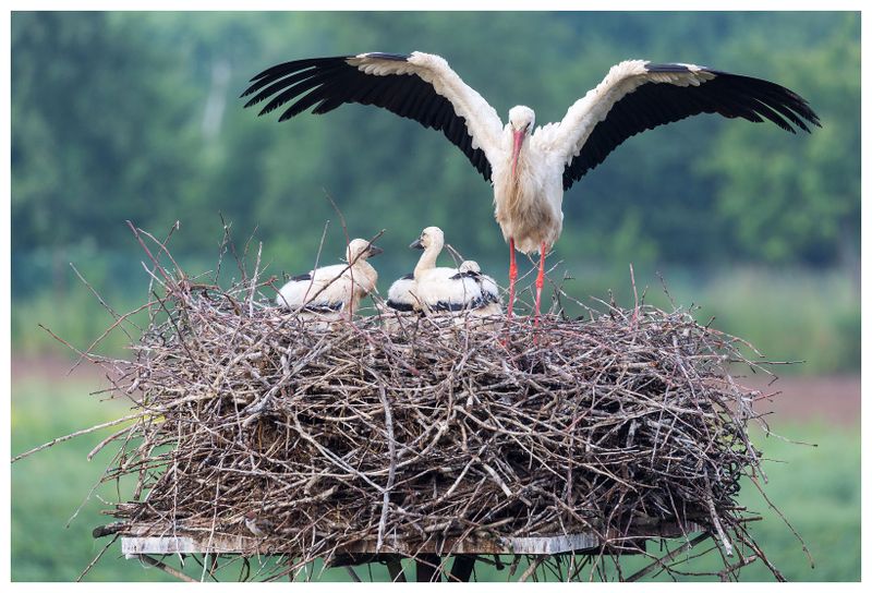 Bocian biały | White stork