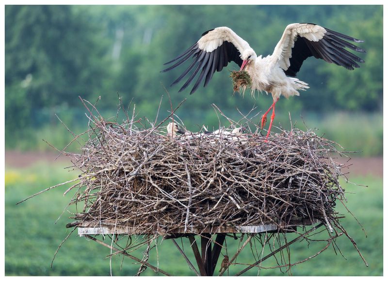 Bocian biały | White stork