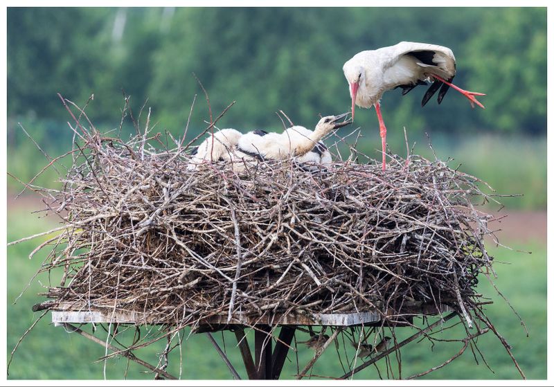 Bocian biały | White stork