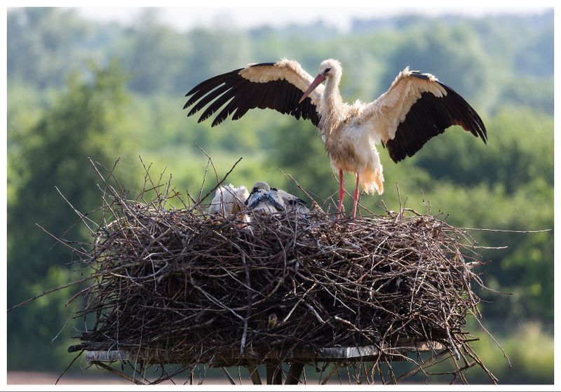 Bocian biały | White stork