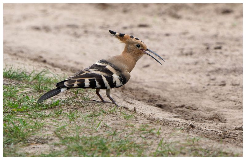 Dudek | Hoopoe