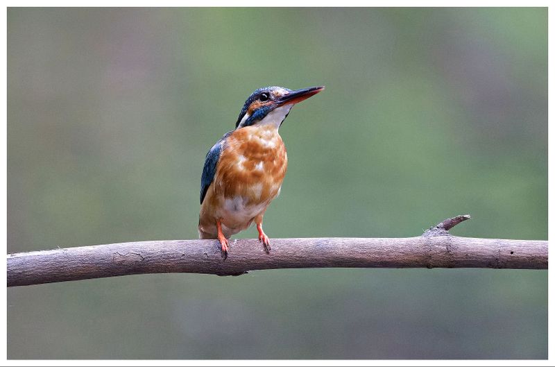 Zimorodek | Kingfisher