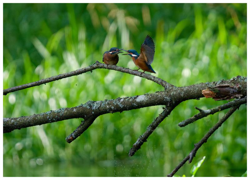 Zimorodek | Kingfisher