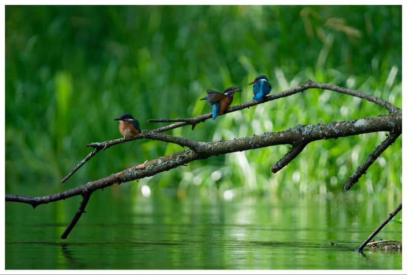 Zimorodek | Kingfisher