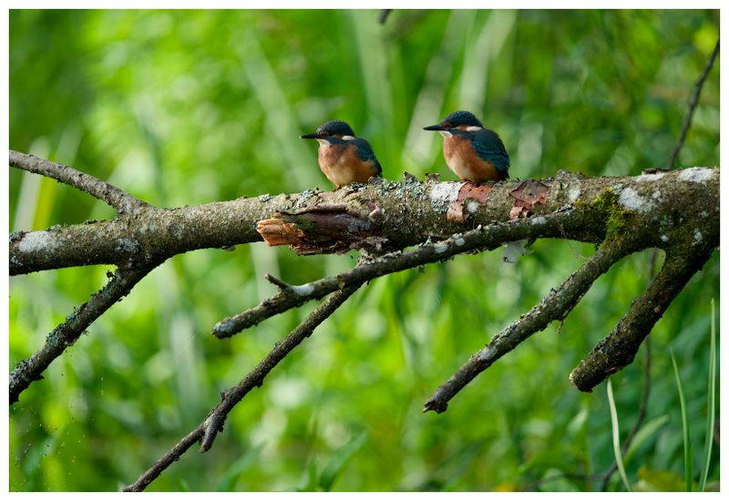 Zimorodek | Kingfisher