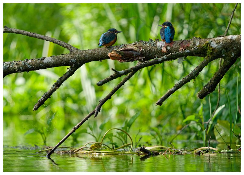 Zimorodek | Kingfisher