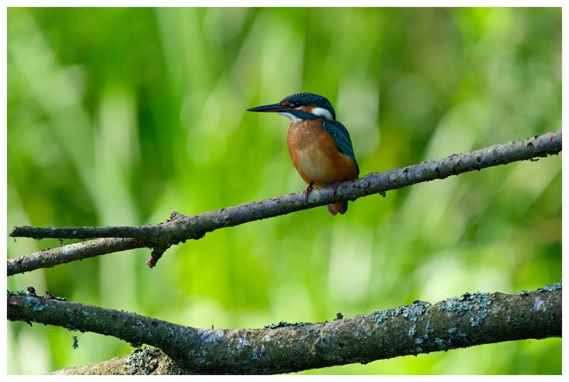 Zimorodek | Kingfisher