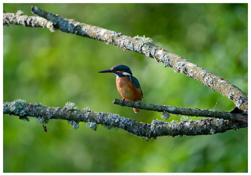 Zimorodek | Kingfisher