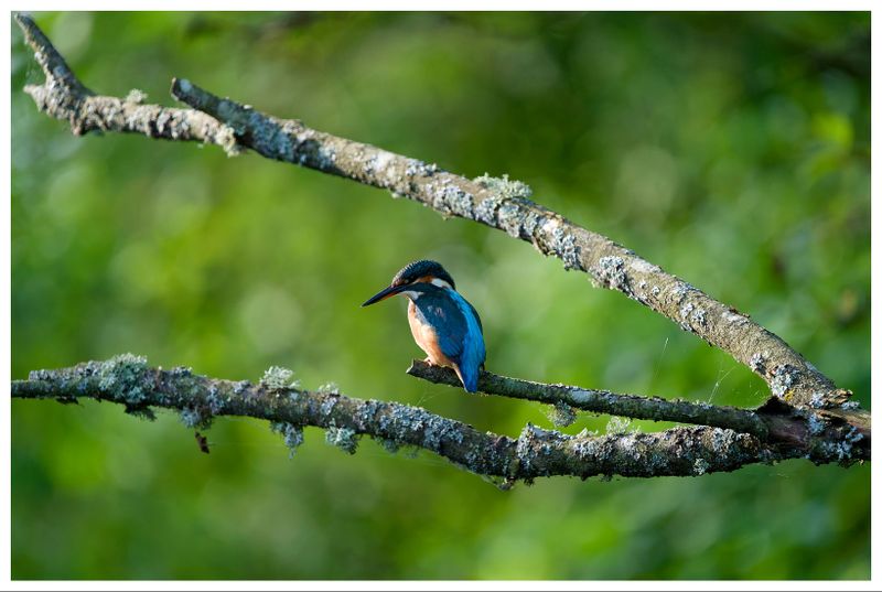 Zimorodek | Kingfisher