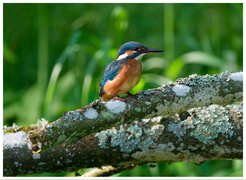Zimorodek | Kingfisher