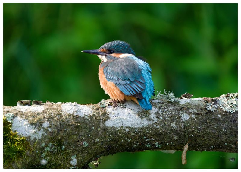 Zimorodek | Kingfisher